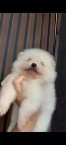 Spitz branco
