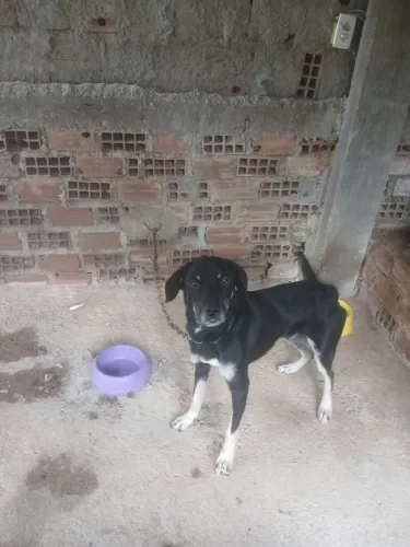 estou doando esse cachorro, pq n tnh mais condições de cuidar dl, ele é um bom cachorro?