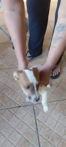 2 filhotes de cães para adoção 