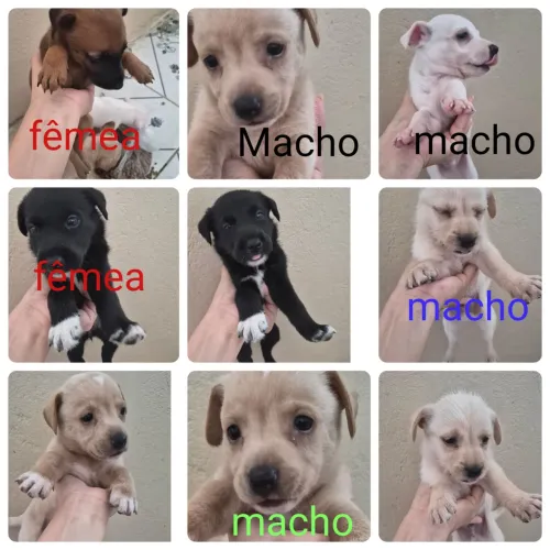 Cachorro 