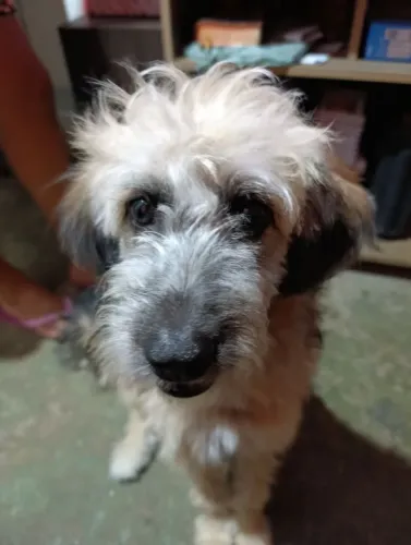 Cachorrinha pra adoção