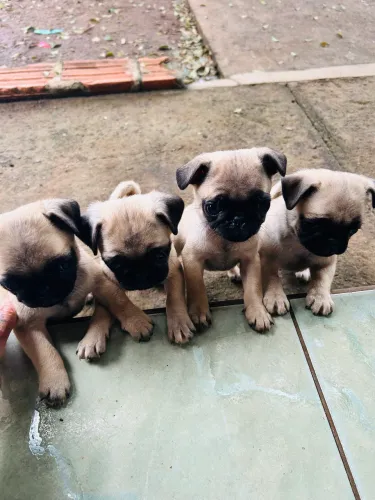 Pugs vacinados procurando família 