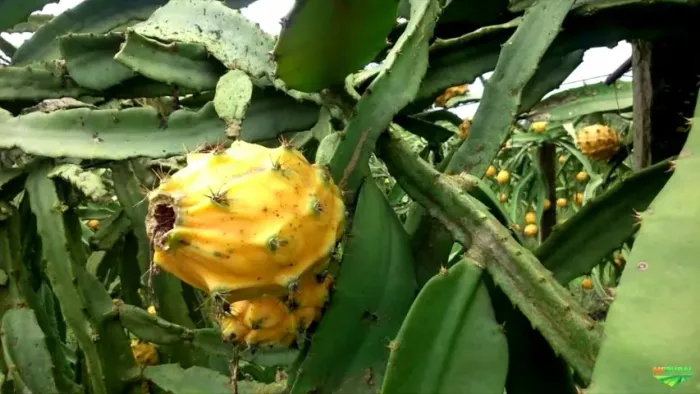 Vendo Mudas de Pitaya Palora - Guarulhos