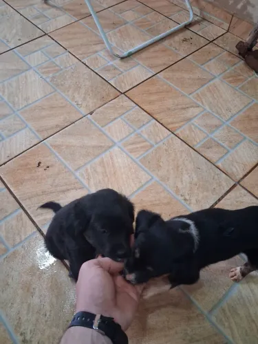 Doação de Cachorros