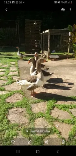 Ganso macho R$200 unidade 
