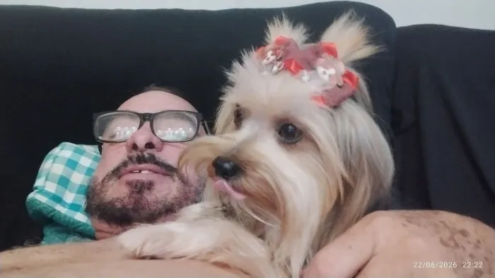 Vende-se filhotes de yorkshire Terrier