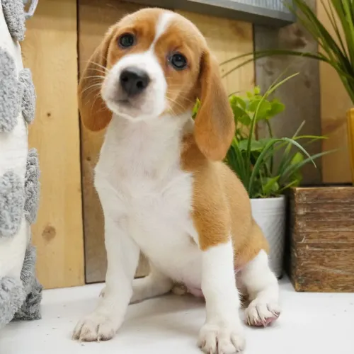 Beagle Bicolor/ A dose diária de amor