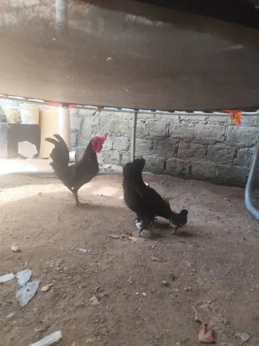 Casal de galinzé com 2 pintinhos por 100$