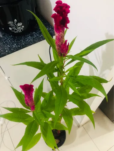 Planta cristã de galo 