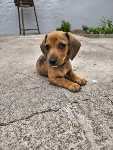 R$ 1200,00 Filhote Dashund basset salsicha MINI, ótimo preço