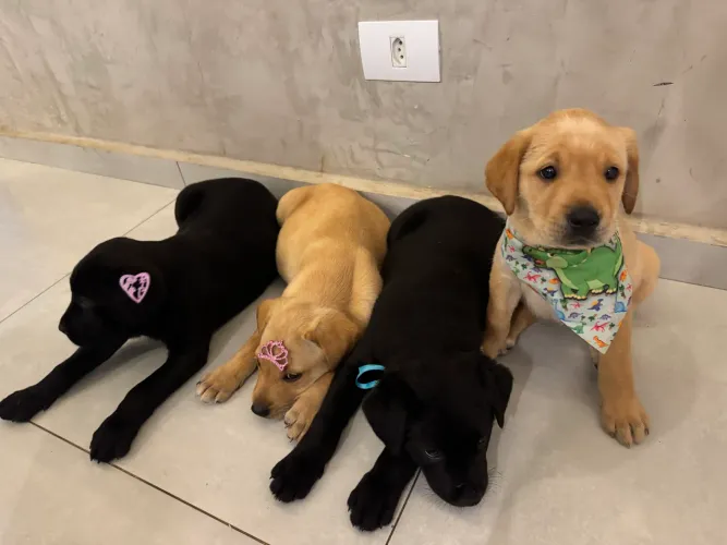 Lindos Filhotes de Labrador Puros - 45 Dias - Prontos para Entrega