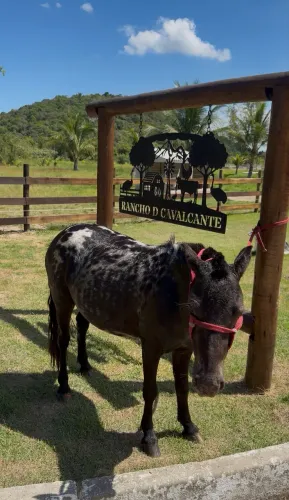 Vendo pônei pelagem apalusa castrado manso
