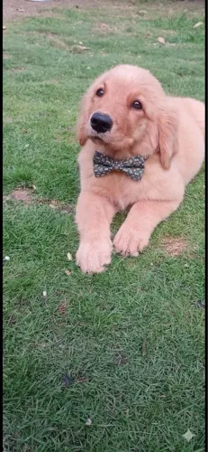 GOLDEN ALTO PADRÃO