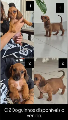 Filhotes machos de Dachshund ( salsicha)