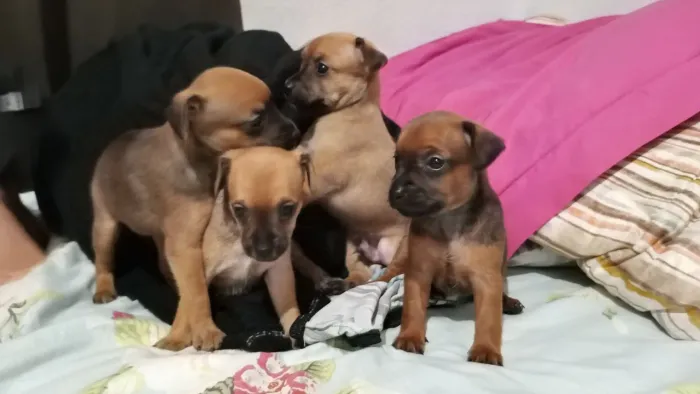 VENDE-SE FILHOTES DE PINSCHER 