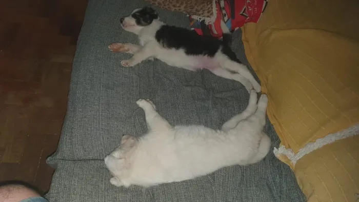 Border Collie branca pura R$1.400,00 e Border Collie cor tradicional puro R$1.100,00.