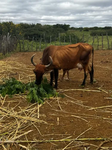 Vaca com bezerro - venda ou troca 