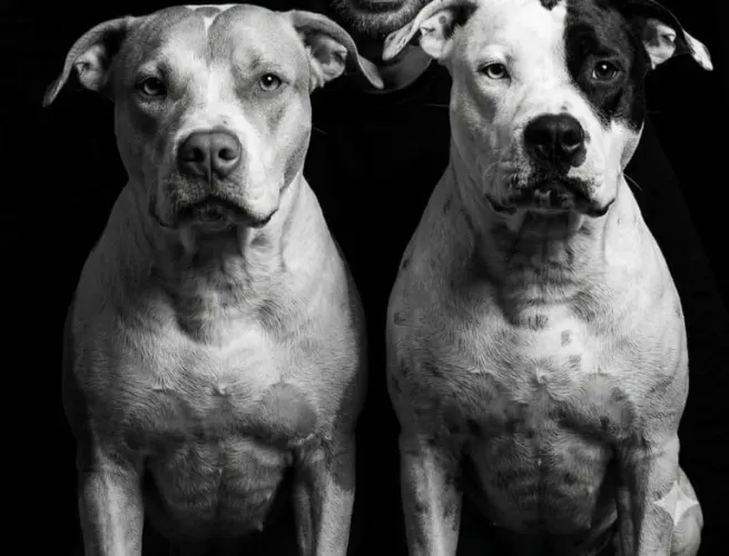 Doação de filhotes de pitbul