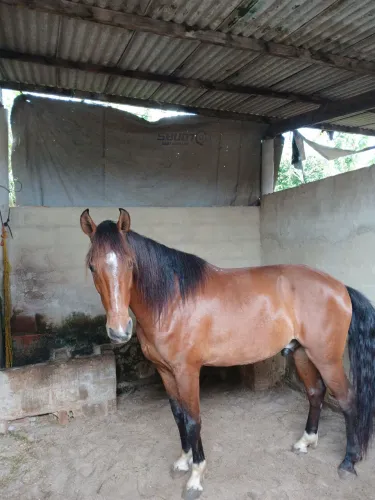 Cavalo Campolina lindo.