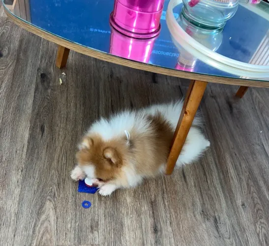 Cachorro Lulu da Pomerânia baby face