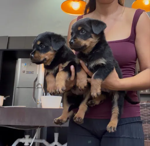 Filhotinhos de rotweiller apenas machos 