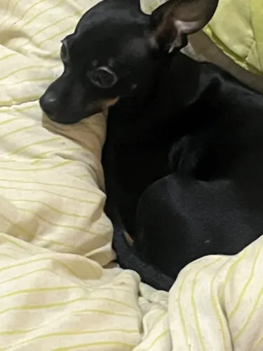 Cachorro 
