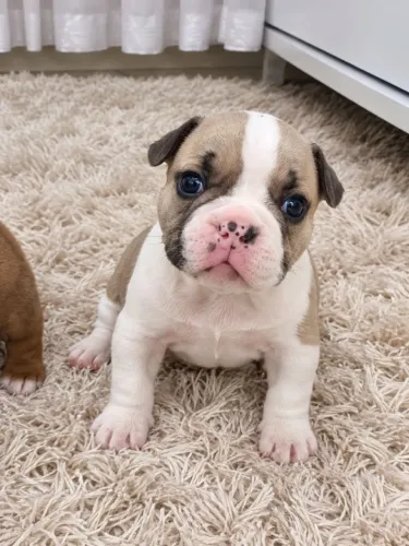 American Bully
