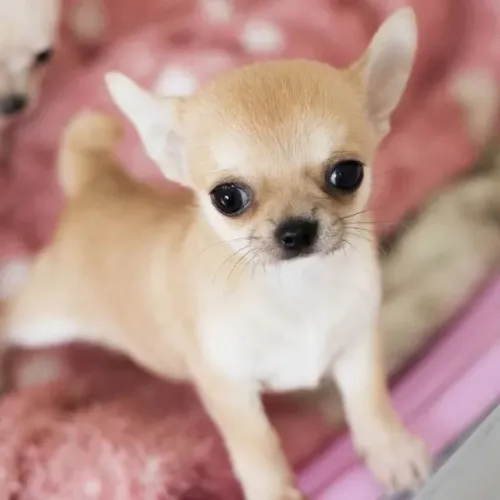 Chihuahua Filhotes