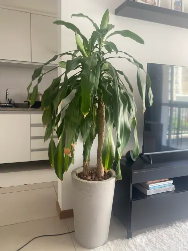Planta Dracena 1,70m pau d água 