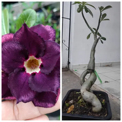 Rosa do deserto Pri- Castanhal 