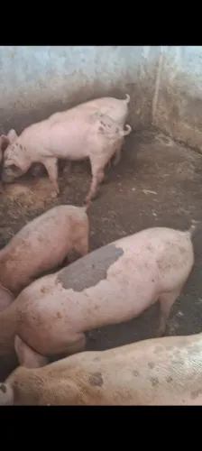 Leitão lote 10 unidades 