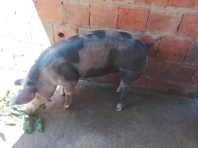 Porcos para vender