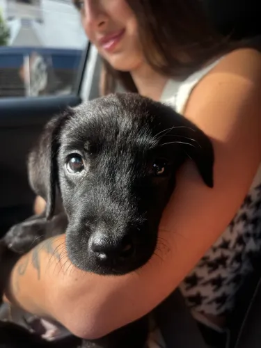 Vendo filhote de labrador
