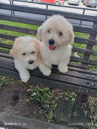 Vende - Se POODLE MACHO 