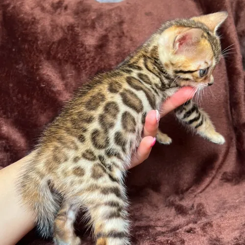 Bengal Cat - Gato Bengal