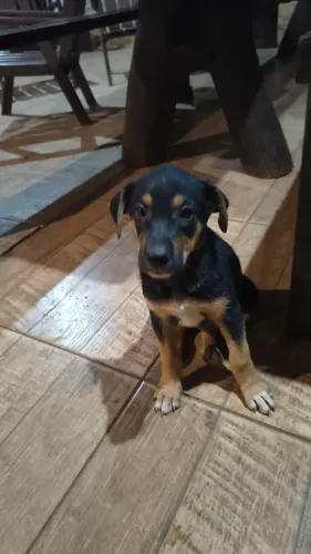 FILHOTE rottweiler fêmea e macho