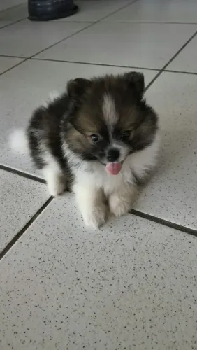 Vendo um lindo filhotinho de spitz alemão macho