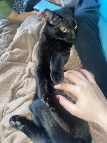 Gata filhote castrada