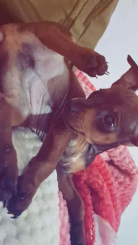 Pinscher macho n°1