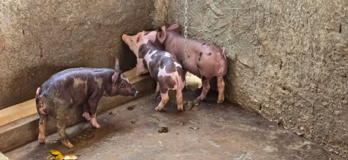 Leitoes Pietran/Black Faixa/Duroc