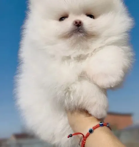 Cachorro Lulu da Pomerania laço de amor e carinho