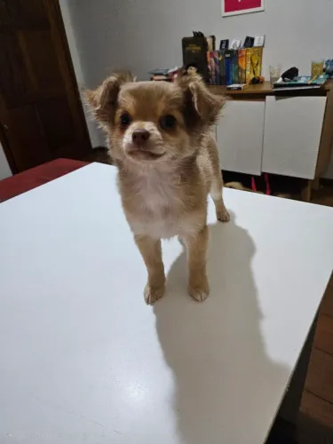 Fêmea Chihuahua pelo longo