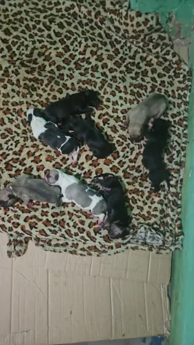 American bully filhotes