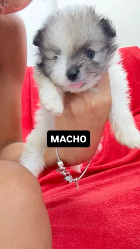 Lulu da pomerania/Spitz
