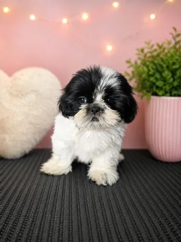 varias cores de shih tzu a pronta entrega com garantia e procedência 