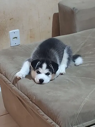 Filhote de Husky Siberiano