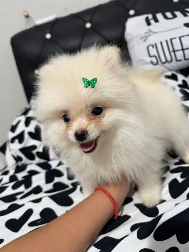 Filhote de Lulu fêmea