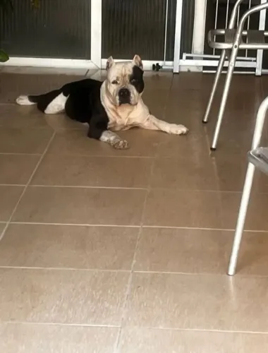 Doação de American bully