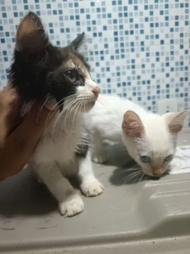Gatinhos para adoção 