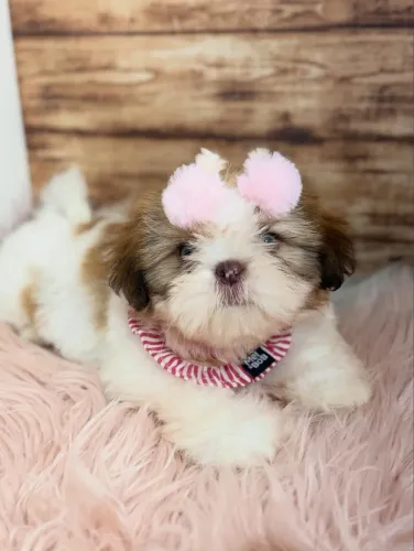 Shihtzu minis 